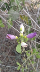 Amphilophium paniculatum