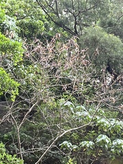 Triadica cochinchinensis