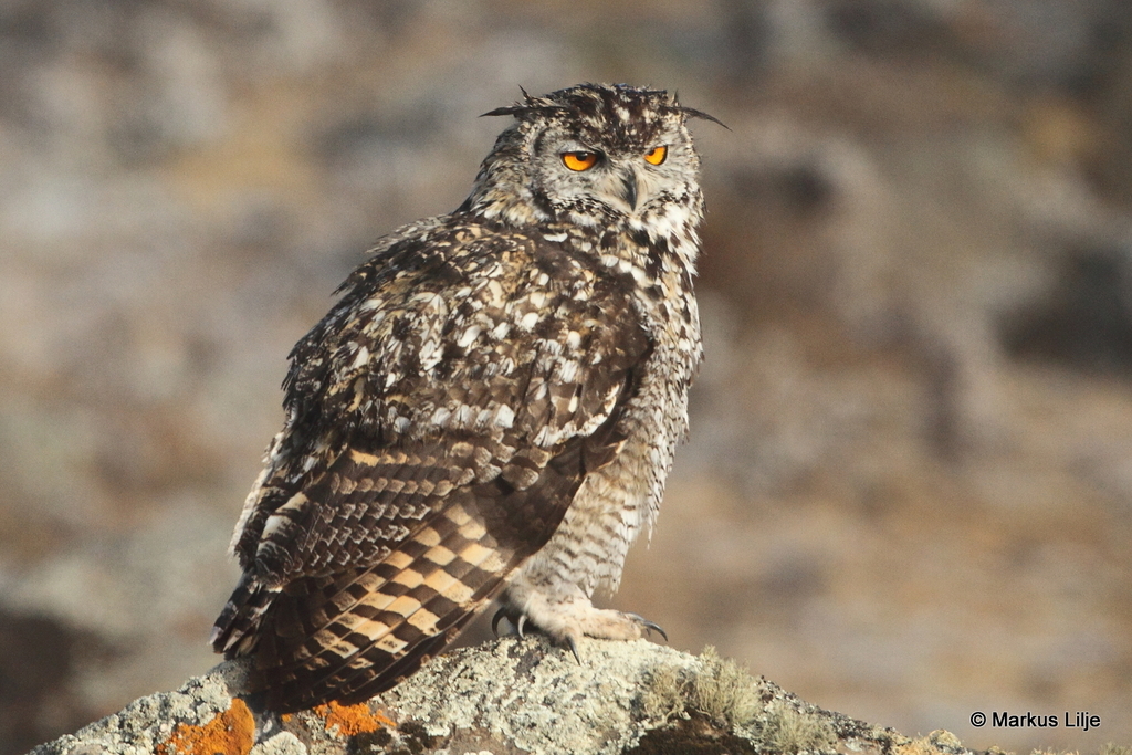 Cape Eagle-Owl
