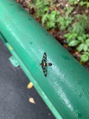 Syntomoides imaon