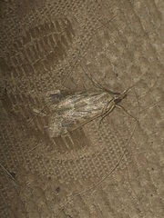 Loxostege allectalis