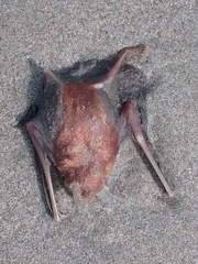 Pteronotus parnellii mexicanus
