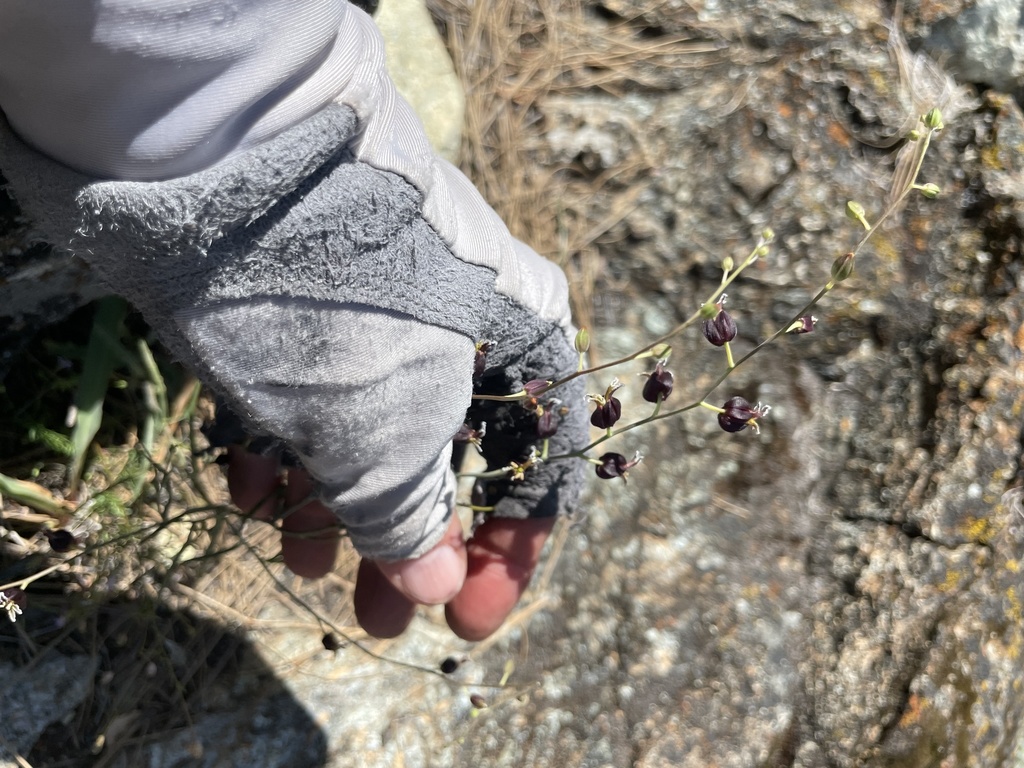 most beautiful jewelflower from Henry W. Coe State Park, Newman, CA, US