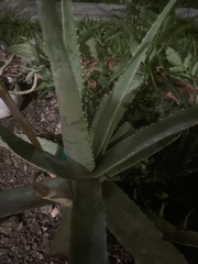 Aloe