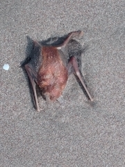 Pteronotus parnellii mexicanus