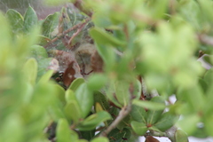Latrodectus bishopi