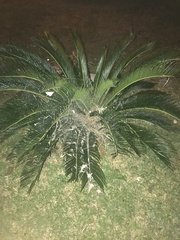 Cycas revoluta
