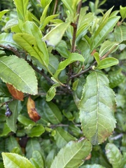 Camellia sinensis