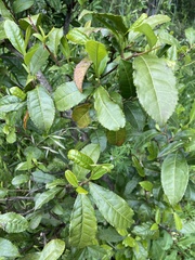 Camellia sinensis