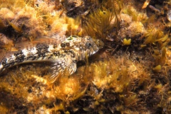 Lepidoblennius marmoratus