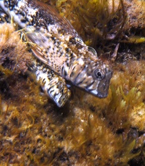 Lepidoblennius marmoratus