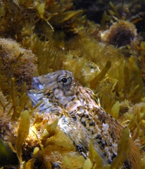 Lepidoblennius marmoratus