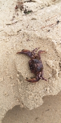 Metopograpsus frontalis