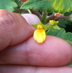 Calceolaria mexicana