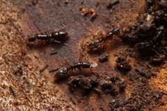 Ponera pennsylvanica