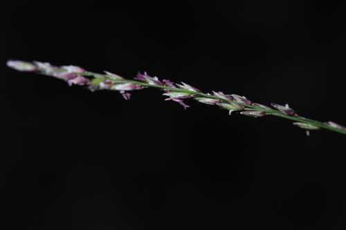 Image of Melica torreyana by (c) Nicholas Wei, some rights reserved (CC BY-SA)