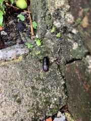 Blaberidae
