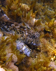 Lepidoblennius marmoratus