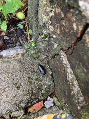 Blaberidae