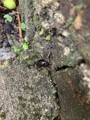 Blaberidae