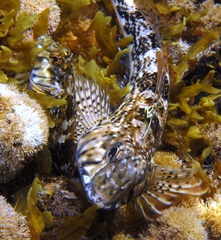Lepidoblennius marmoratus