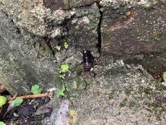Blaberidae