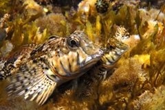 Lepidoblennius marmoratus