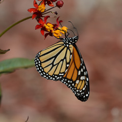 Danaus plexippus