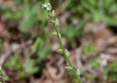 Myosotis verna