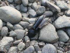 Melanactes densus