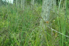 Glyceria elata