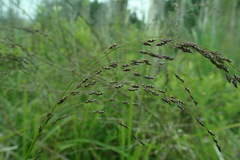 Glyceria elata