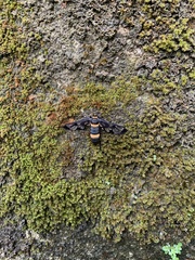 Syntomoides imaon