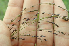 Glyceria elata