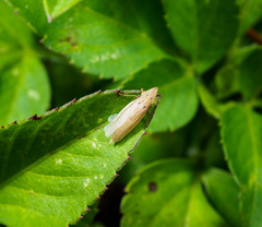 Draeculacephala septemguttata