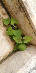 Lophospermum