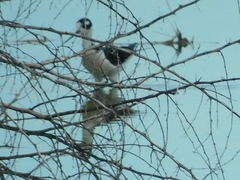 Himantopus mexicanus