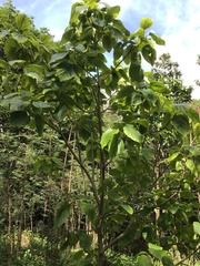 Cordia subcordata