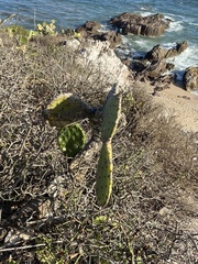Opuntia decumbens