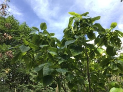 Cordia subcordata