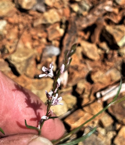 Image of Polygonum spergulariiforme by (c) Roger Raiche, some rights reserved (CC BY)