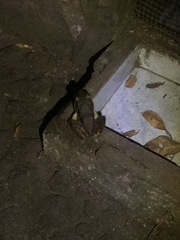 Lithobates vaillanti