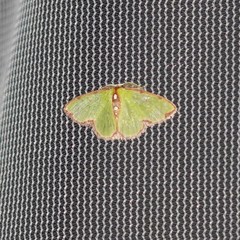 Synchlora cupedinaria