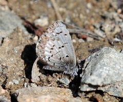 Celastrina asheri
