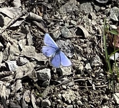 Celastrina asheri