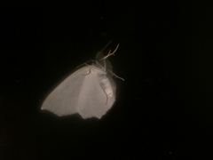 Campaea perlata