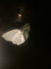 Campaea perlata