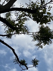 Styphnolobium japonicum