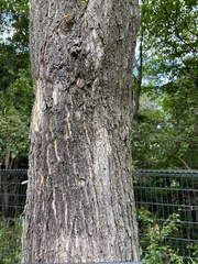 Styphnolobium japonicum