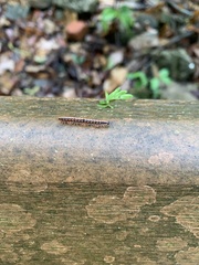 Helicorthomorpha holstii